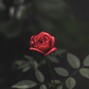 dotted cadence - "ROSE" E minor, 147bpm. Prod by Dk