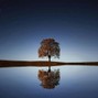 yigit.ozen18 - GREEN TREE