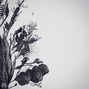 𝐒𝐈𝐋𝐀𝐒 𝐑𝐎𝐄 - UPRIGHT KIT