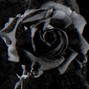 GREY - WITHER