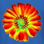 namayP - KNOWLEDGE FLOWER