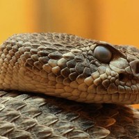 A Naga Named: NOBODY!