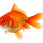 gxe - goldfish