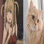 kanbuu - lily (kanbuu)