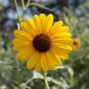 SadColibri - Sunflower
