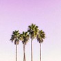 Kandysound - Palm Trees
