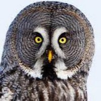 TuttiOwl
