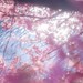 aeris - rolly