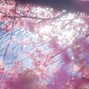 aeris - rolly