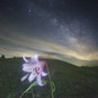 henshun - flower 434hz