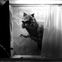 s.w.e.y. - standing in a rug full of glass (comes with bonus beat)