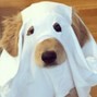 juen - ghost dog
