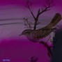 nivlac - spring