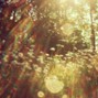petal - daises