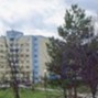GrinyaScallywag - miloslava