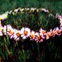 Schlag - Daisy Chains