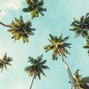 Schlag - Palm