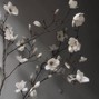 altsameji - i was a flower
