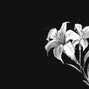 altsameji - funeral parlor