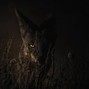 Dire - Nightrider