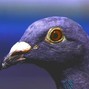 Wanpire - Early Bird