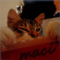 maci_mcf