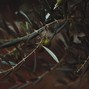Rafi B - Olive Branch