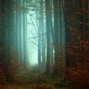 Rafi B - Forest Nymphs