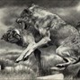 Wxlfie6 - dance with the wolves