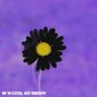 Aguitas - daisy
