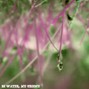 Aguitas - watching ants