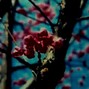 orenswrldd - petals