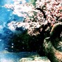 fortiguap - late bloomer