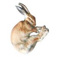 rabbit