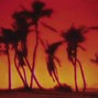 Serling  - palmtrees 155