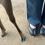 pitsearches - slender