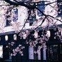 Paris$$$ - Cherry