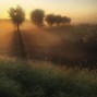 feezo - Red Oak