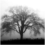 Rodrii - Weeping Willows