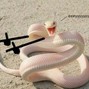 trvpprex - snakes