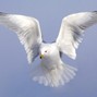 lucianramey9 - flying