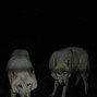 himura - raw