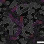 C Dvon - Morph (Free Download)