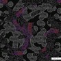C Dvon - Swoon (Free Download)