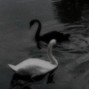 niyahms754 - Dark Swan