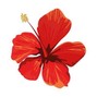 Melroze Gold - Hibiscus 