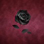NasjiN - Rose