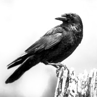 crow33