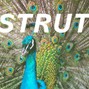 Camba - STRUT