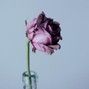 Copley Beats - WILTED